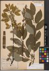 Foto von Salix caprea L.
